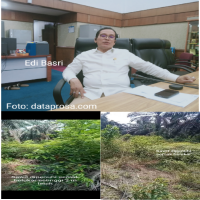 Kondisi Sawit PTPN IV Regional III Dipertanyakan